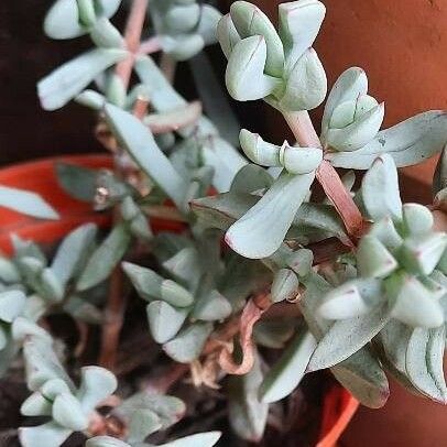 Oscularia Pedunculata