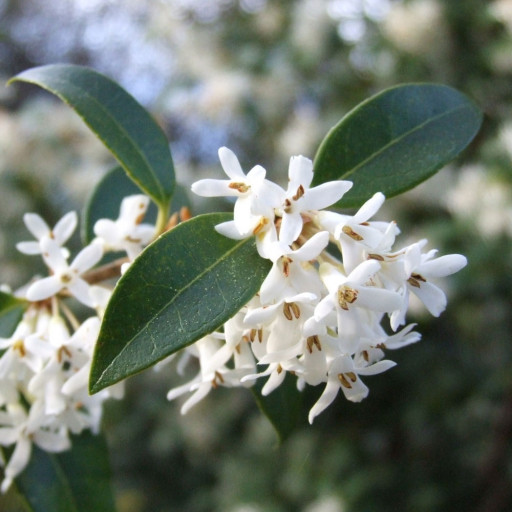 Osmanthus × Burkwoodii
