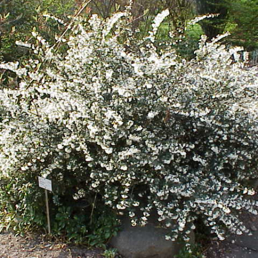 Osmanthus X Burkwoodii