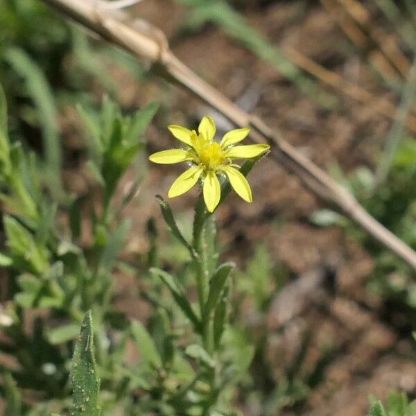 Osteospermum Muricatum