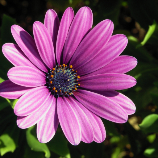 Osteospermum Spp.