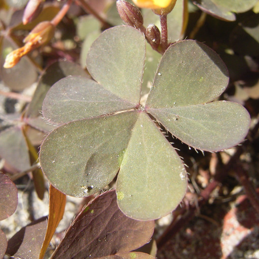 Oxalis Corniculata