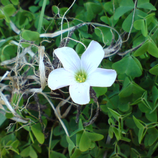 Oxalis Incarnata