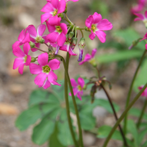 Mexican Shamrock (Oxalis Lasiandra) Plant Care & How to Grow, Water