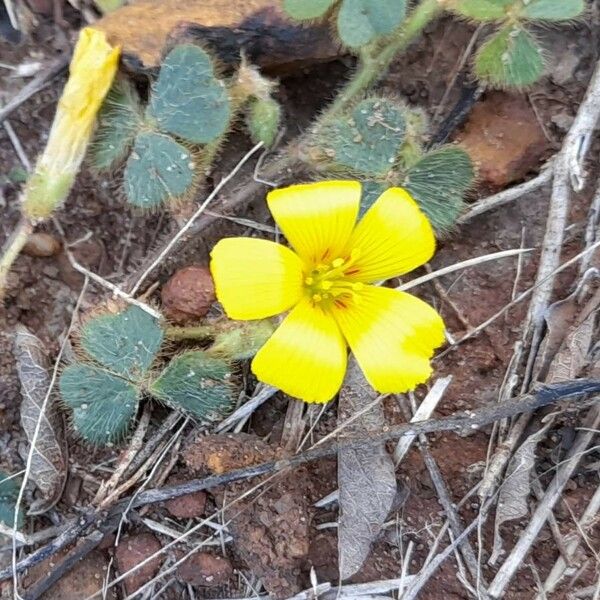 Oxalis Lasiopetala Care Guide: Water, Soil & Propagation - Plantiary