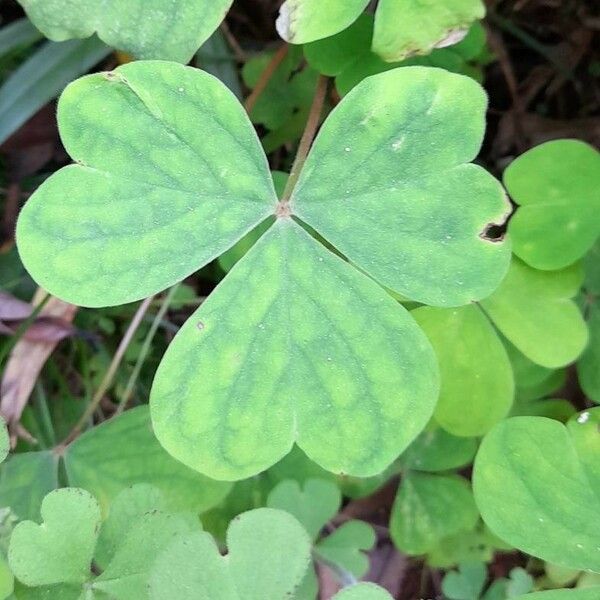 Oxalis Linarantha Care Guide: Water, Soil & Propagation - Plantiary