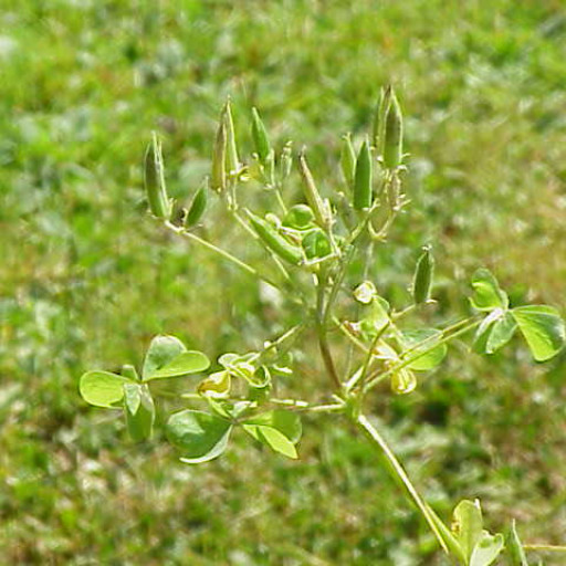 Oxalis Stricta