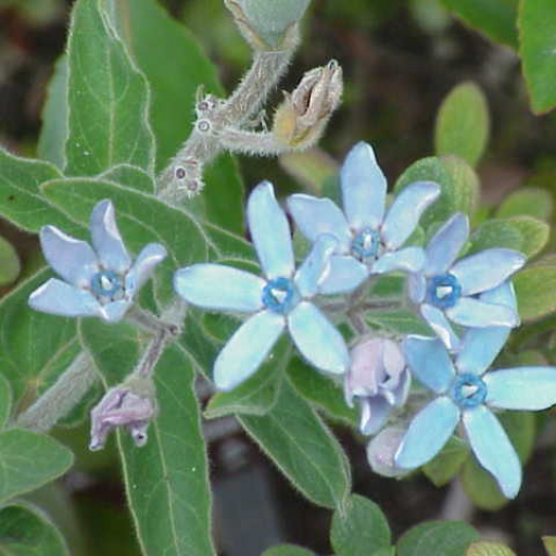 Oxypetalum Coeruleum