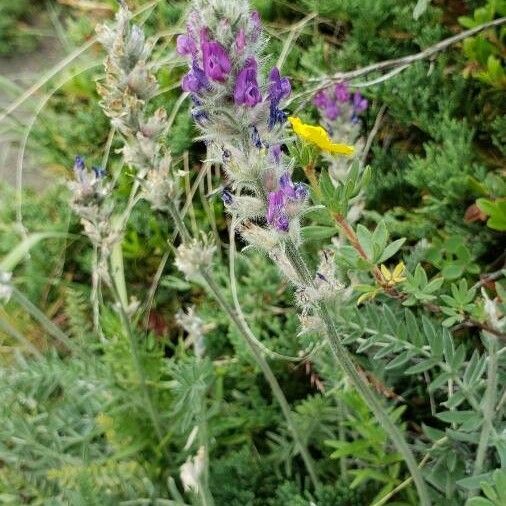 Oxytropis Splendens