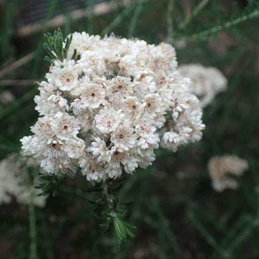 Ozothamnus Diosmifolius