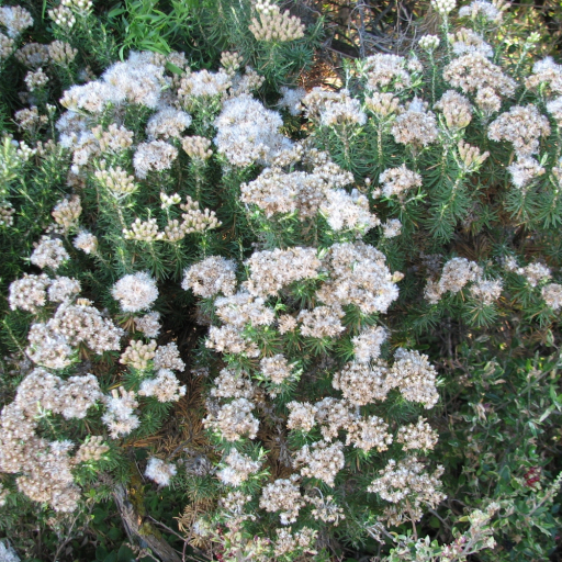 Everlasting Tree Coast Everlasting (Ozothamnus Turbinatus) Care Guide: Water, Soil ...