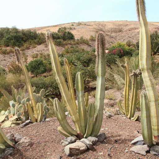 Pachycereus Schottii