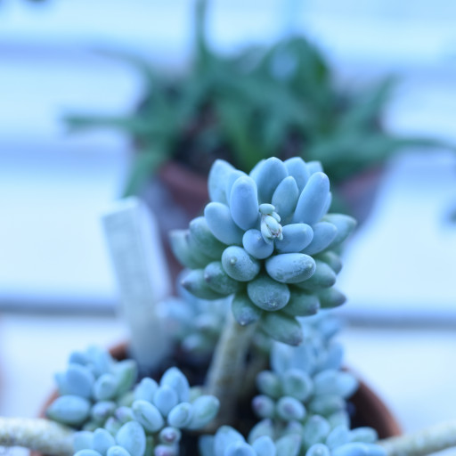 Pachyphytum Hookeri