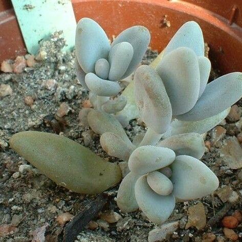 Pachyphytum Werdermannii