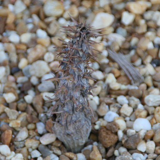 Pachypodium Ambongense