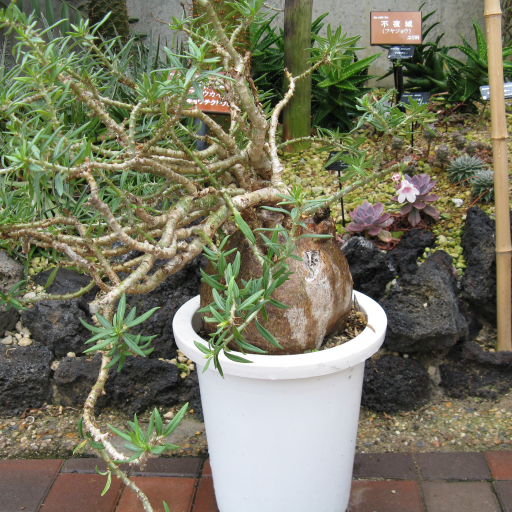 Pachypodium Bispinosum