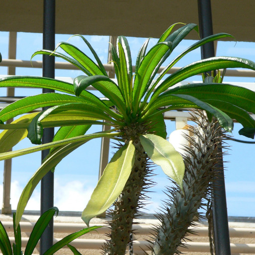 Pachypodium Geayi