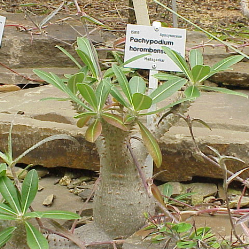 Pachypodium Horombense