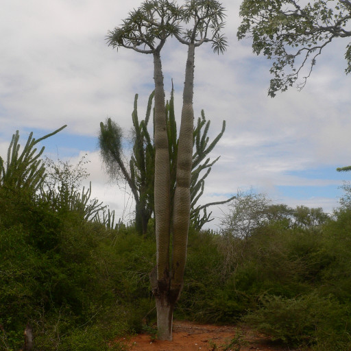 Madagascar Palm