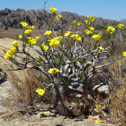 Pachypodium Rosulatum