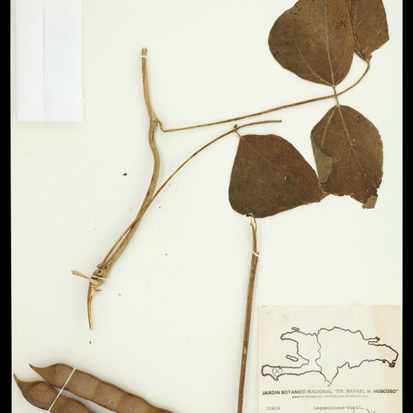 Pachyrhizus Tuberosus