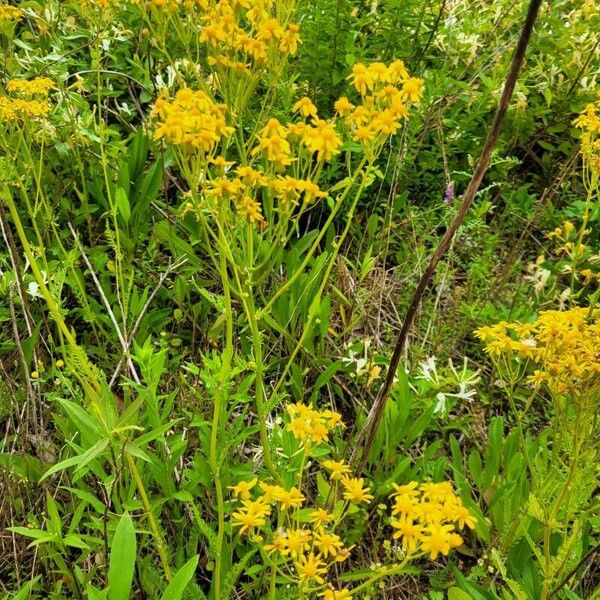 Water Ragwort Yarrowleaf Ragwort (Packera Millefolium) Care Guide: Water, Soil ...