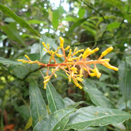 Palicourea Padifolia