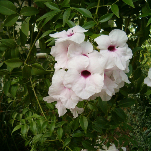 Pandorea Jasminoides