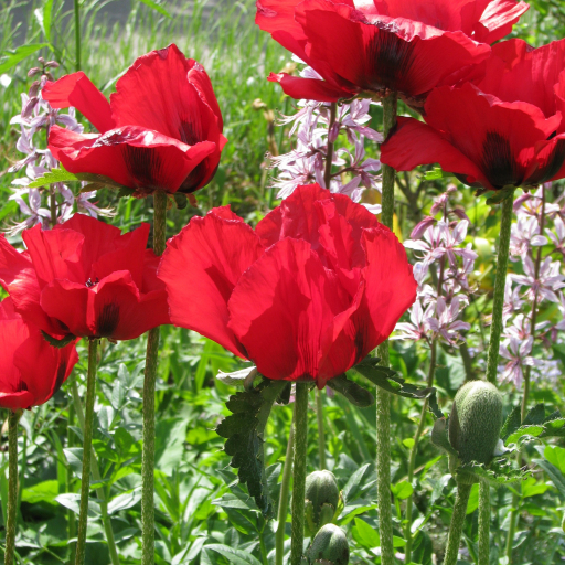 Papaver Bracteatum
