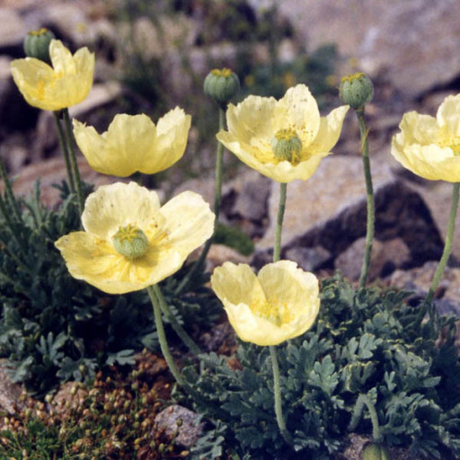 Papaver Nudicaule