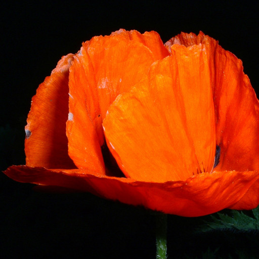 Papaver Orientale