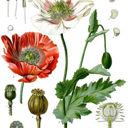 Papaver Somniferum