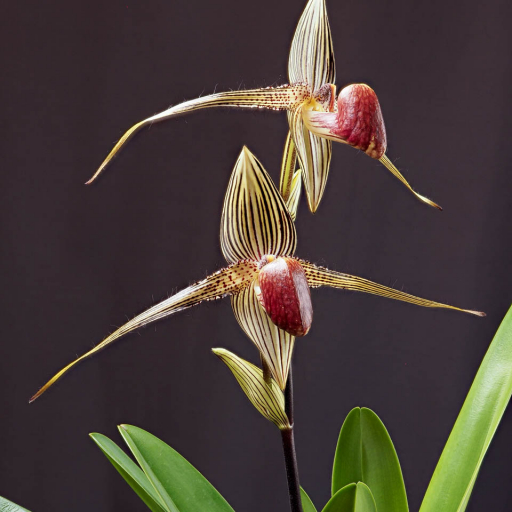 Paphiopedilum Rothschildianum