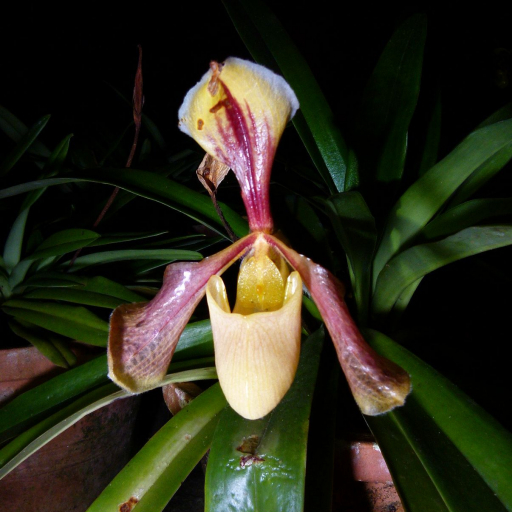 Paphiopedilum Villosum