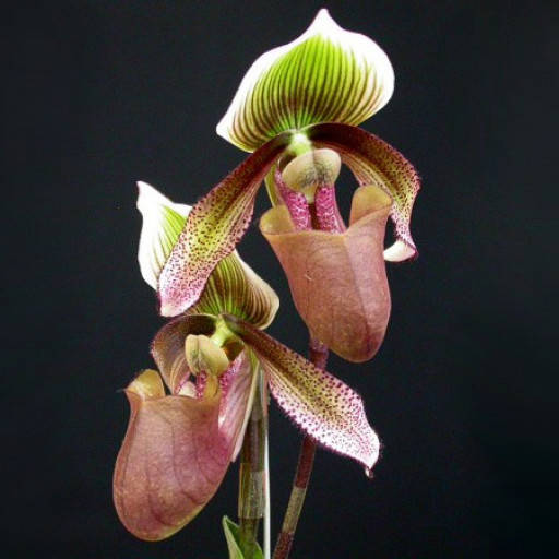 Paphiopedilum