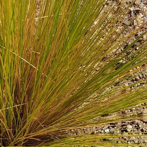 Pappostipa Speciosa