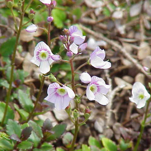 Parahebe Catarractae