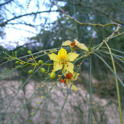 Parkinsonia Aculeata