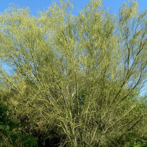 Parkinsonia Microphylla