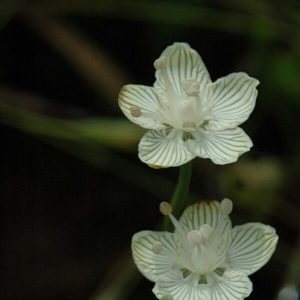 Parnassia Asarifolia