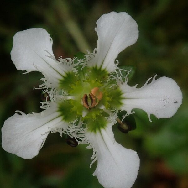 Parnassia Wightiana