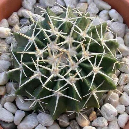 Parodia Erinaceus