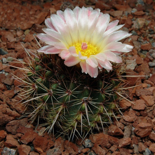 Parodia Mammulosa