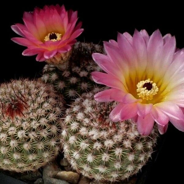 Parodia Mueller-melchersii