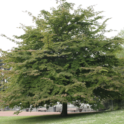 Parrotia Subaequalis