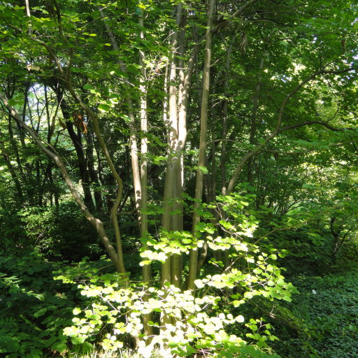 Parrotiopsis Jacquemontiana