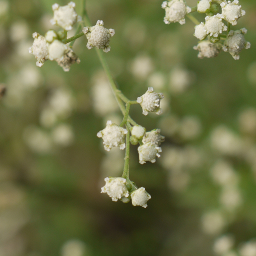 Parthenium Hysterophorus