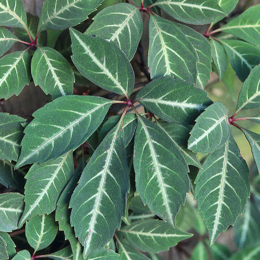 Parthenocissus Henryana