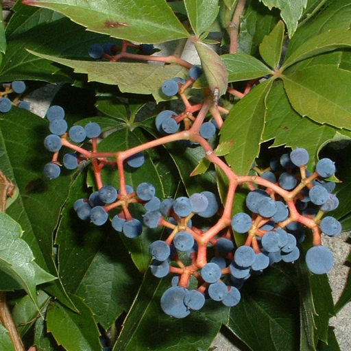 Parthenocissus