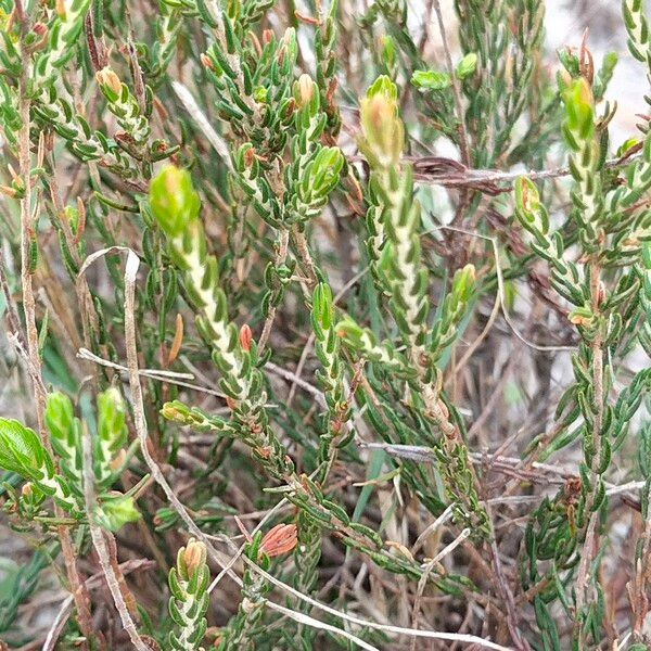 Passerina Obtusifolia